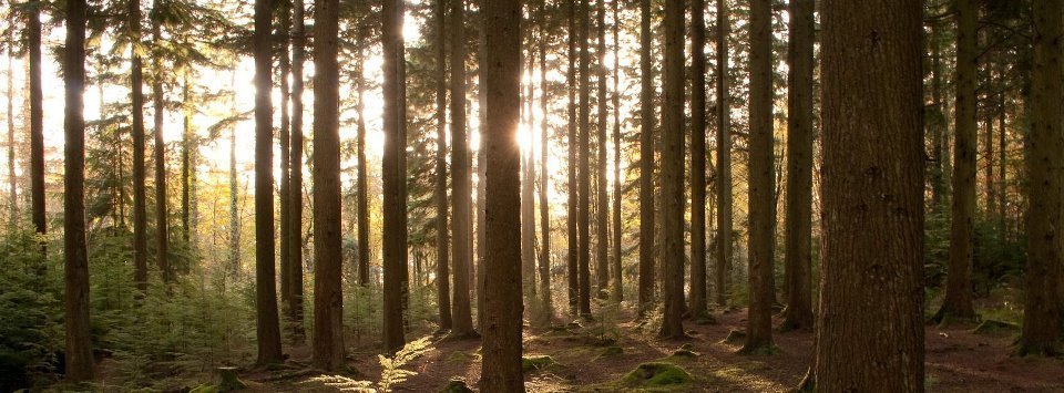 Le culte de l'arbre sacré !